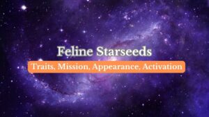 Feline Starseeds